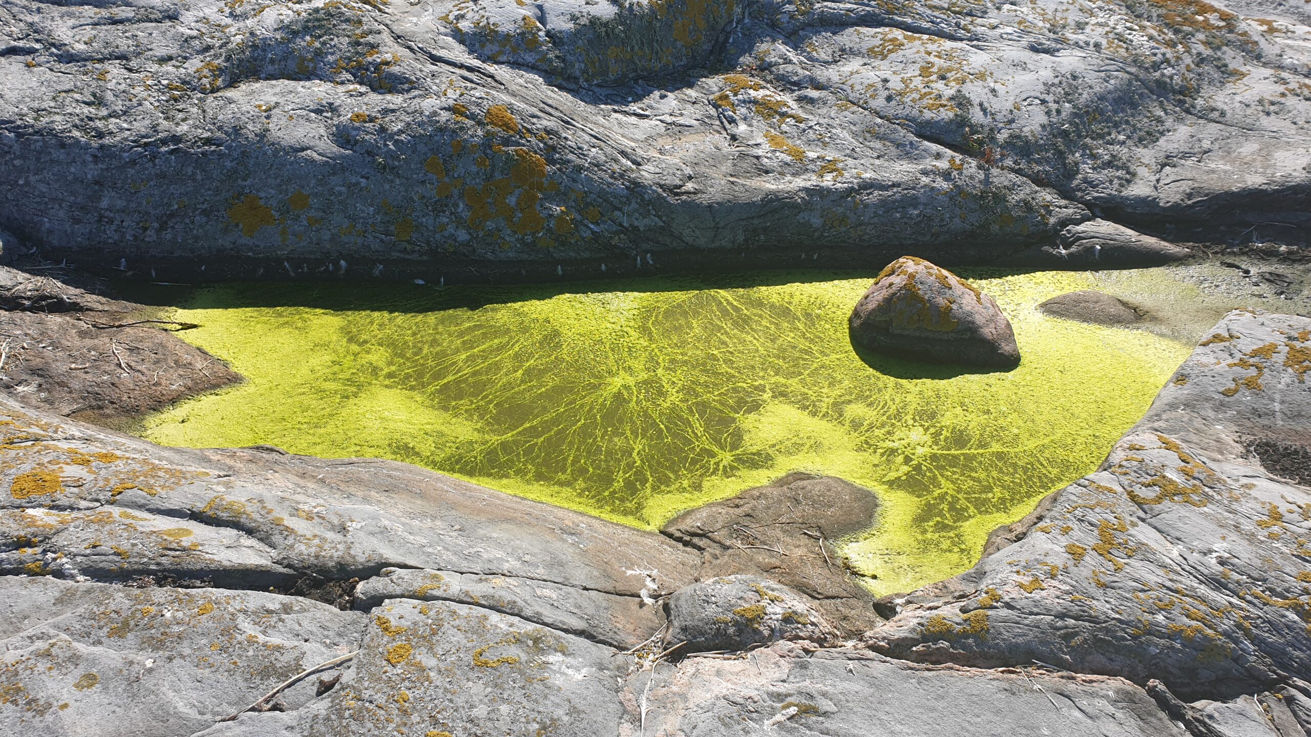 Algblomning i hällkar - är det cyanobakterier eller alger? Forskning om cyanobakterier kan ge oss fossilfria jetbränslen.