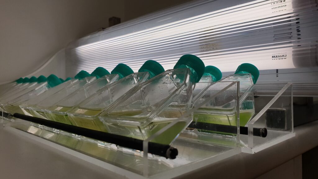 Mikroskopiska alger odlas hos Industridoktorn för olika projekt
