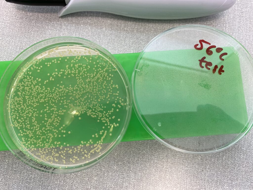 Bacteria on an nutrient agar plate