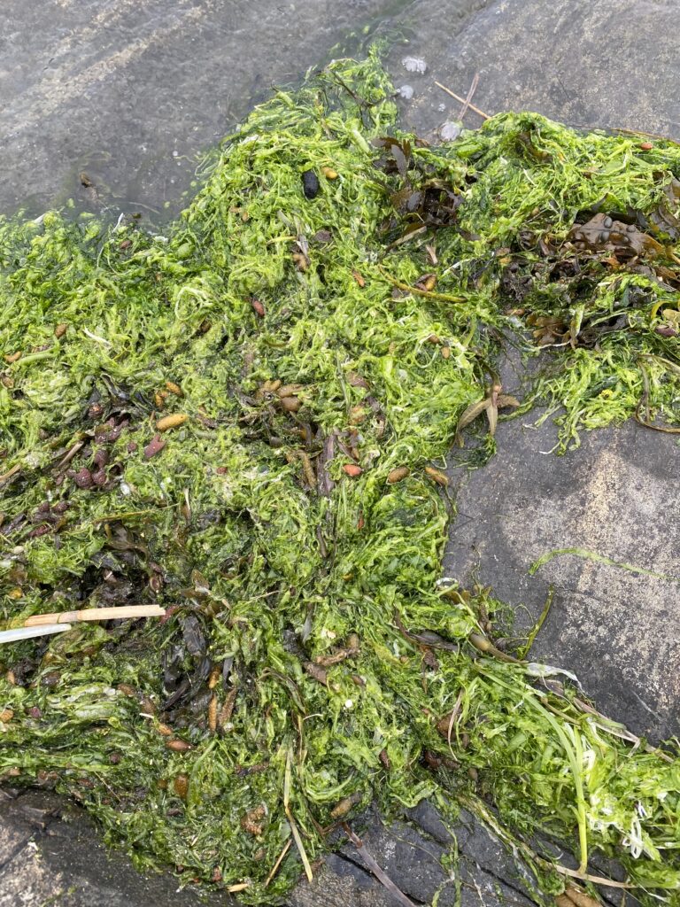 Makroskopiska alger (tång) kan användas till biobaserade material och produkter