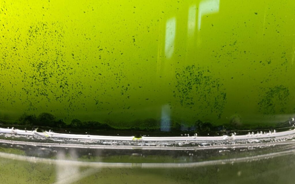 Microalgae form a sediment