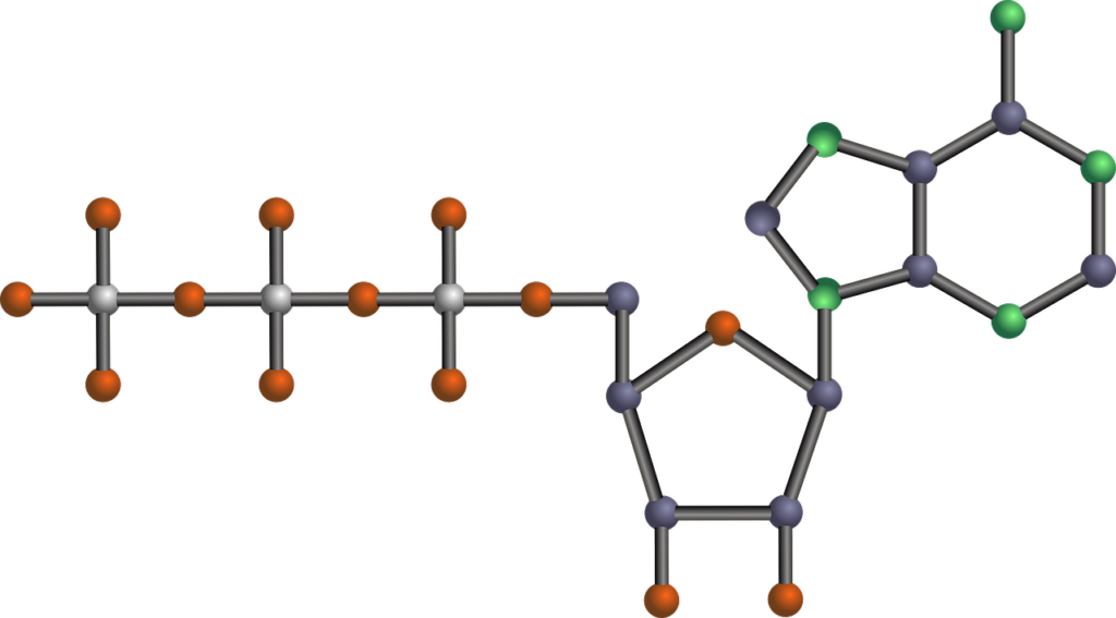 ATP - Adenosintrifosfat (bild från Pixabay)
